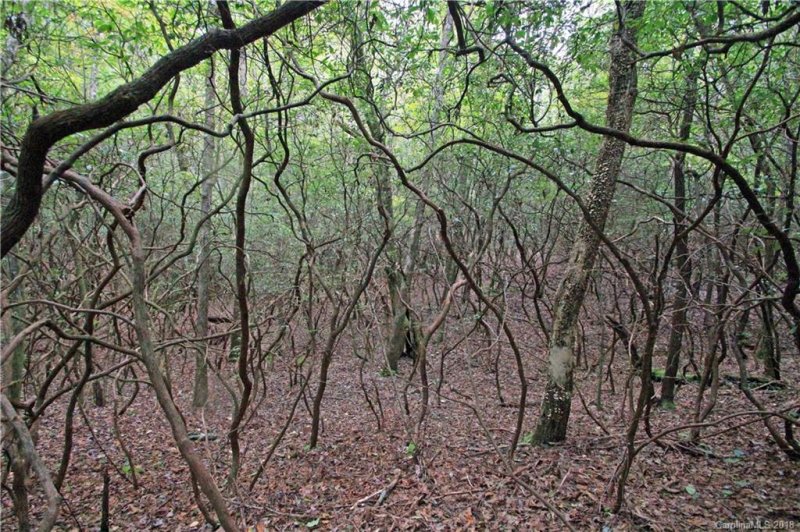 Property image 2 at 13 Double Creek Drive, Brevard, NC 28712