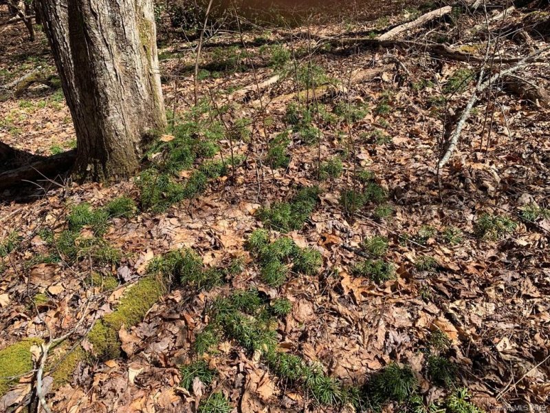 Property image 2 at 00 Steel Creek Road, Brevard, NC 28712