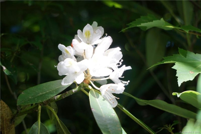 Property image 2 at 124 Davey Crockett Road, Fairview, NC 28730