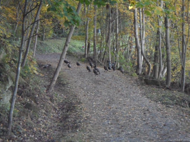 Property image 4 at Lot 10 Cider Mill Road, Waynesville, NC 28786