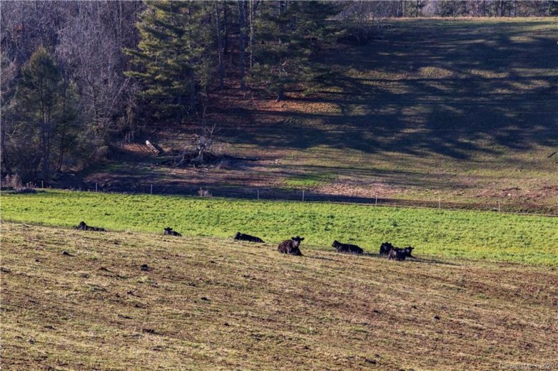 Property image 4 at 132 Saddle Ridge Drive, Alexander, NC 28701