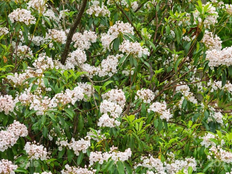 Property image 3 at Lt 131 Watershed Way, Mills River, NC 28759