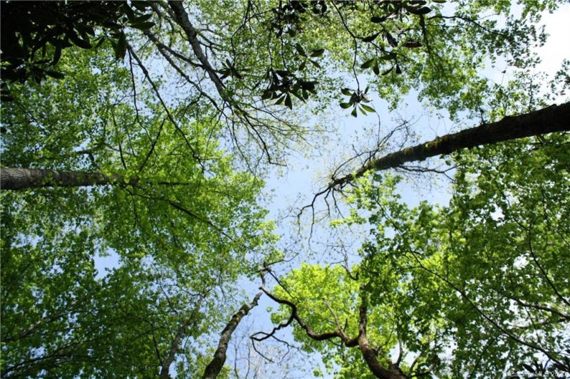 Property image 5 at 000 Line Runner Ridge Road, Rosman, NC 28772