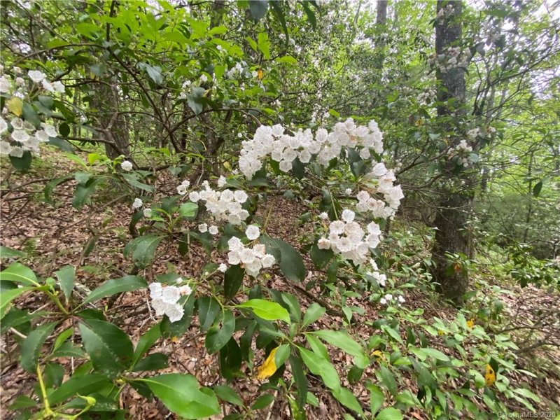 Property image 2 at Lot 1 Sassafras Road, Cedar Mountain, NC 28718