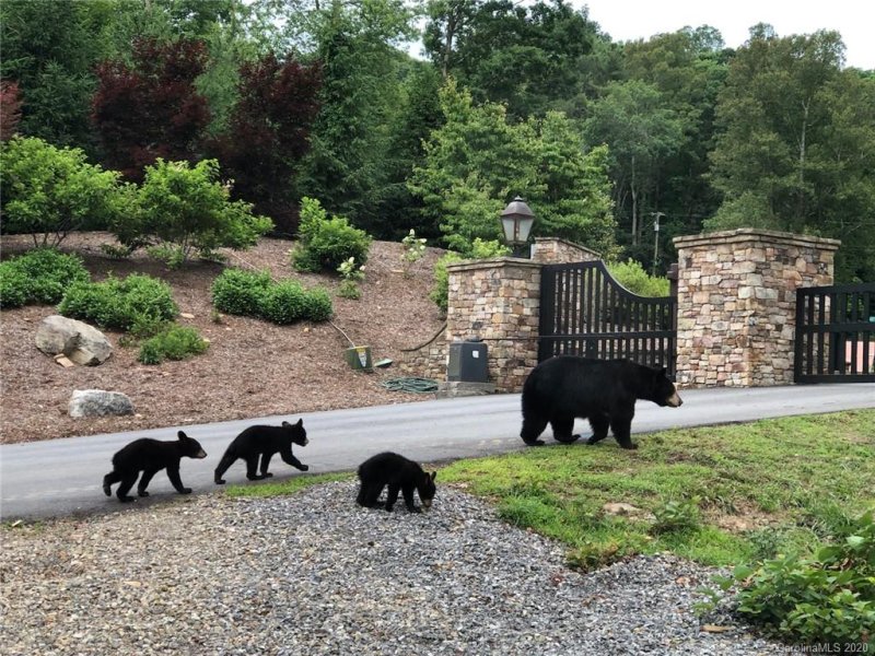 Property image 3 at 108 Bartrams Walk Drive, Asheville, NC 28804