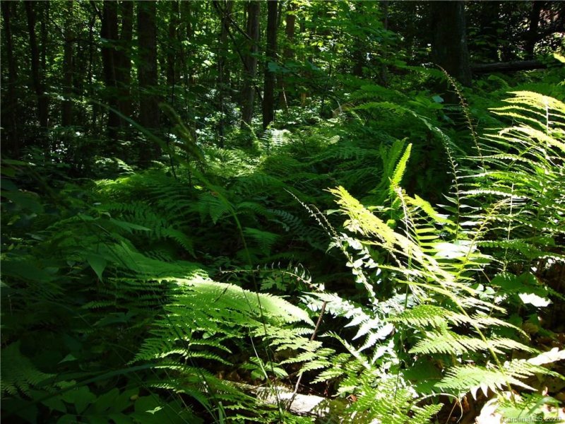 Property image 5 at 70 Chesten Mountain Drive, Asheville, NC 28803