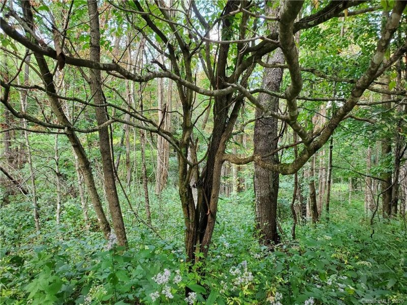 Property image 3 at Tbd Burnt Fork Trail, Waynesville, NC 28786