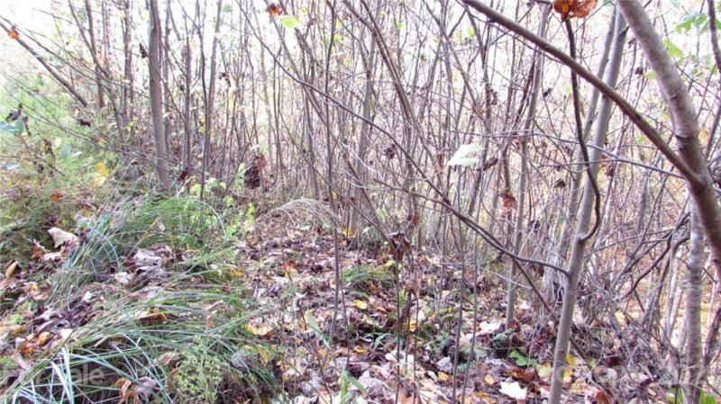 Property image 3 of E 19 Red Wolf Run None in Red Wolf Run, Mars Hill, NC 28754