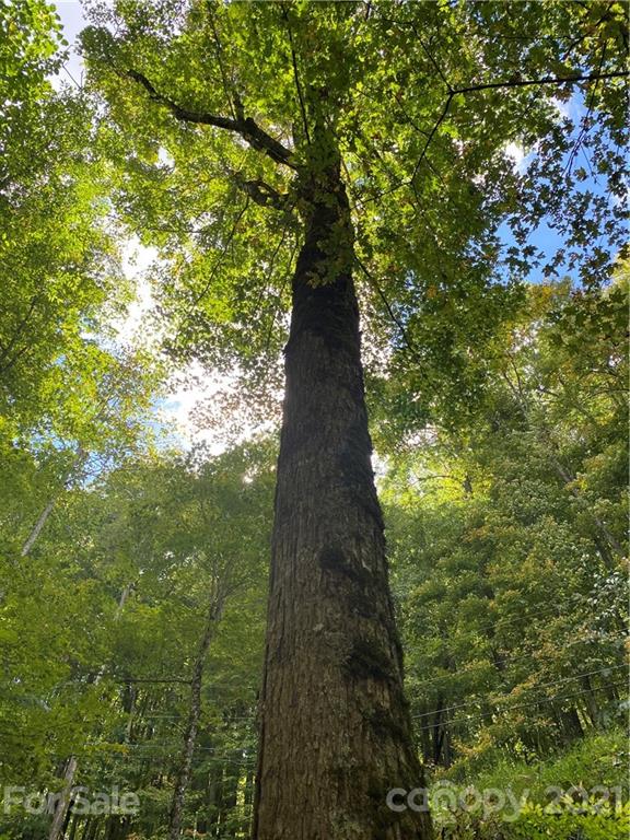 Property image 3 at 167 Puncheon Lane, Mars Hill, NC 28754