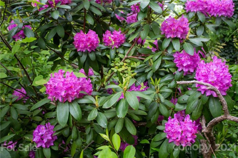 Property image 5 at 24 Pinehurst Road, Asheville, NC 28805