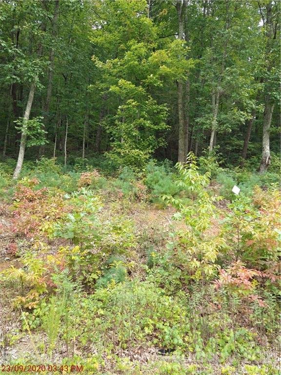 Property image 5 at 24 Tallwood Drive, Leicester, NC 28748