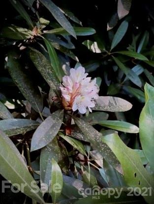 Property image 4 at 9999 Sovereign Lane, Fairview, NC 28730