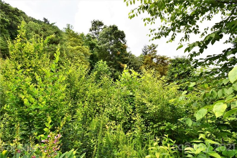 Property image 5 at 75 Mountain Magnolia Drive, Leicester, NC 28748