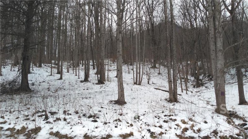 Property image 4 at 194 Blue Ridge Drive, Marion, NC 28752