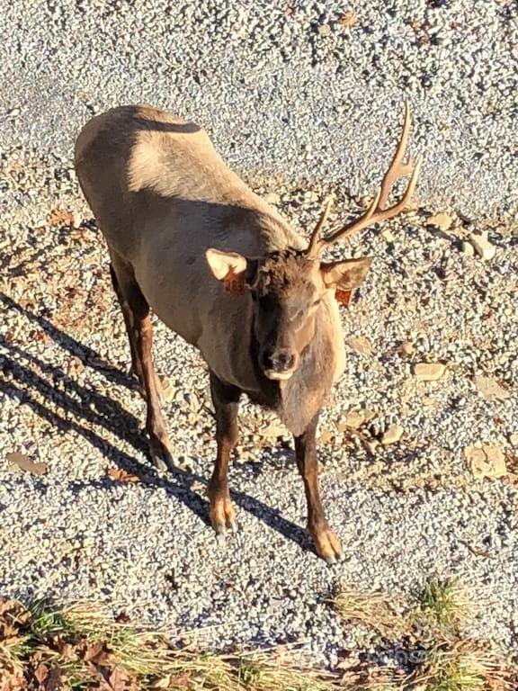 Property image 3 at 1251 Long Branch Road, Maggie Valley, NC 28751
