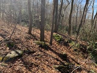 Property image 3 at 42 Acres Green River Cove Road, Saluda, NC 28773