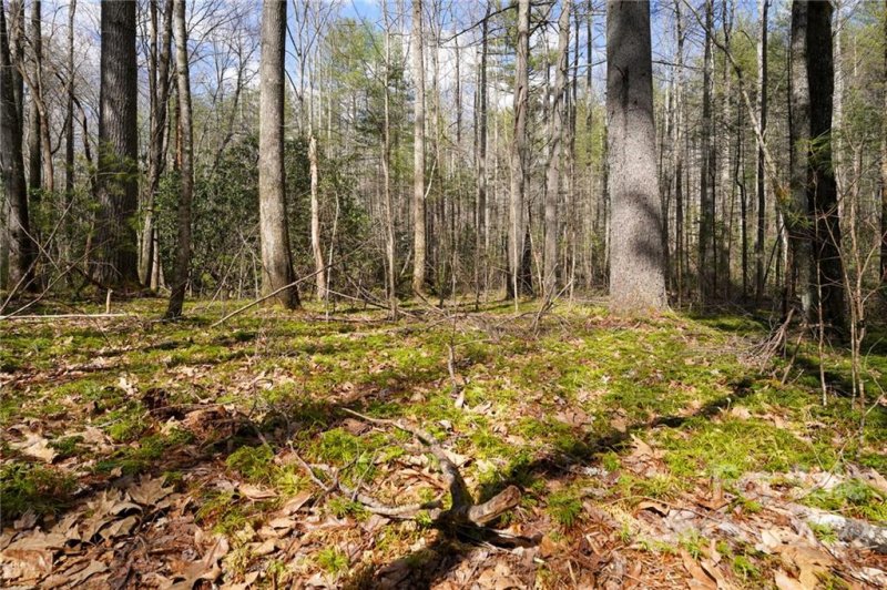 Property image 5 at Tbd Cherrywood Lane, Pisgah Forest, NC 28768