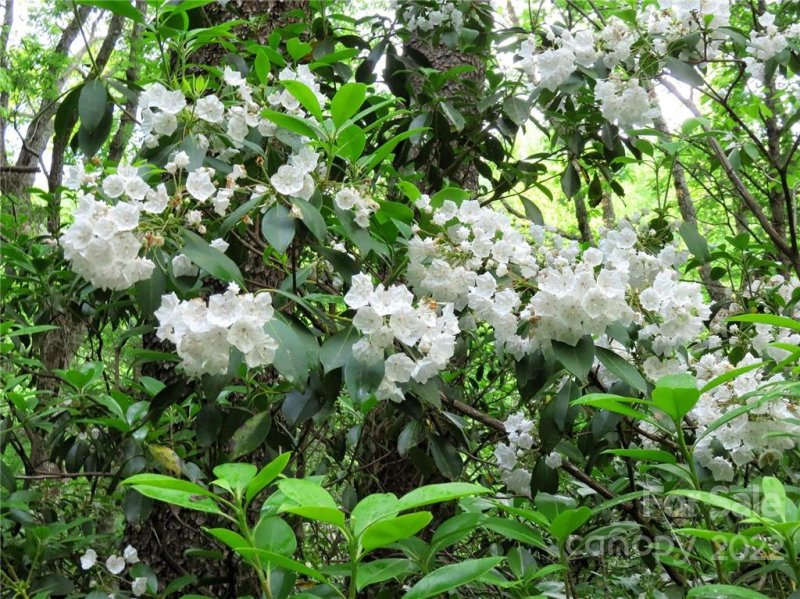 Property image 3 at Lot 25 Garden Lane, Lake Lure, NC 28746