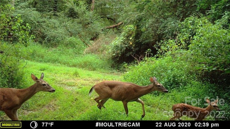 Property image 3 at 743 Cove Road, Gastonia, NC 28052