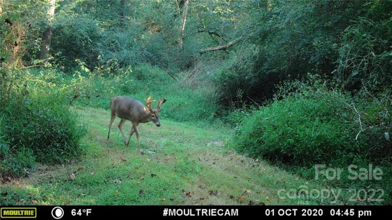 Property image 5 at 743 Cove Road, Gastonia, NC 28052