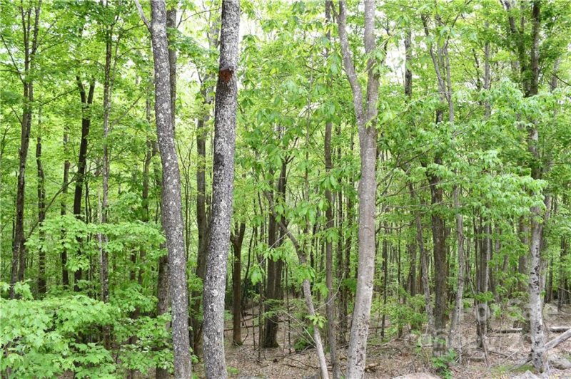 Property image 3 at 205 Locust Ridge Road, Beech Mountain, NC 28604