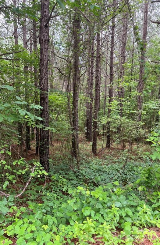 Property image 3 at Lot 216 Bitteroot Circle, Rutherfordton, NC 28139