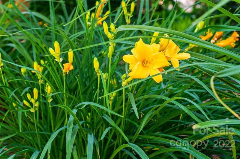 Property image 5 at 56 Pine Ridge Trail, Arden, NC 28704