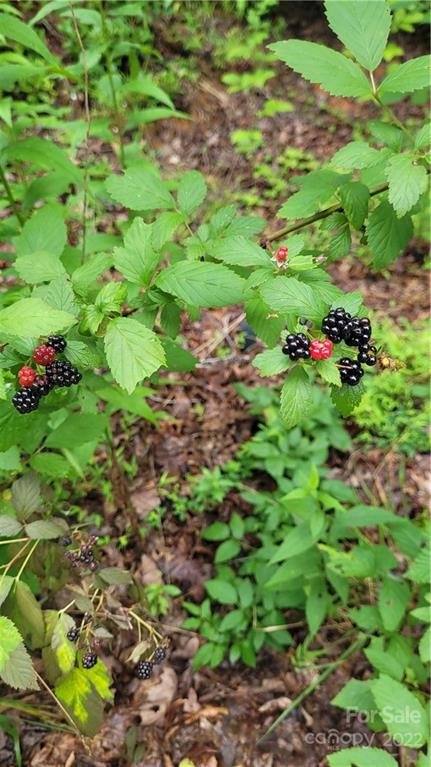 Property image 4 at 25 Crooked Creek Estates Drive, Old Fort, NC 28762