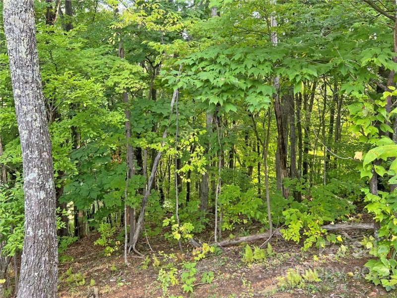 Property image 5 at Tbd Staghorn Drive, Hot Springs, NC 28743