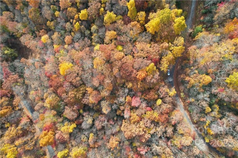 Property image 5 at 21 Wood Haven Lane, Black Mountain, NC 28711