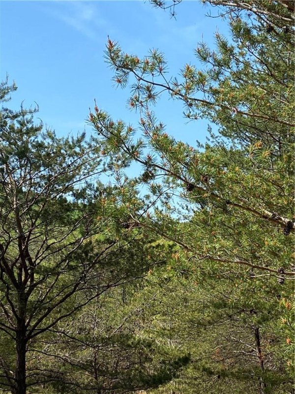 Property image 5 at Lot 30 Double Eagle Drive, Nebo, NC 28761