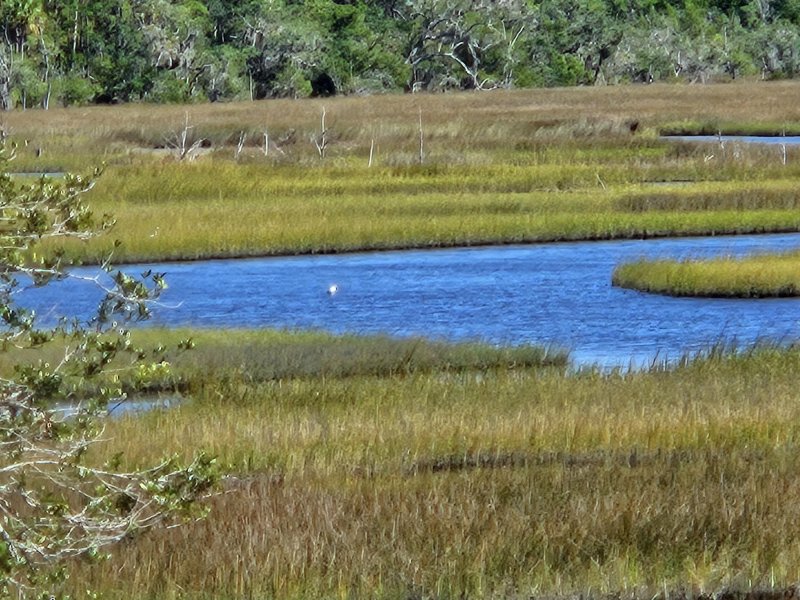 Property image 4 at 117 Silverbell Lane, Hollywood, SC 29470