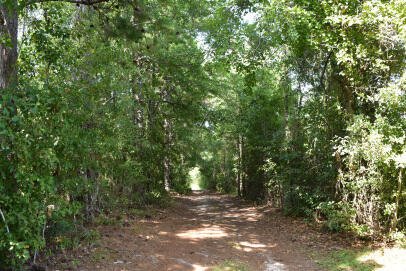Property image 5 of Lot B Bobbie Lane in Rural Northern Berkeley County, Pineville, SC 29468