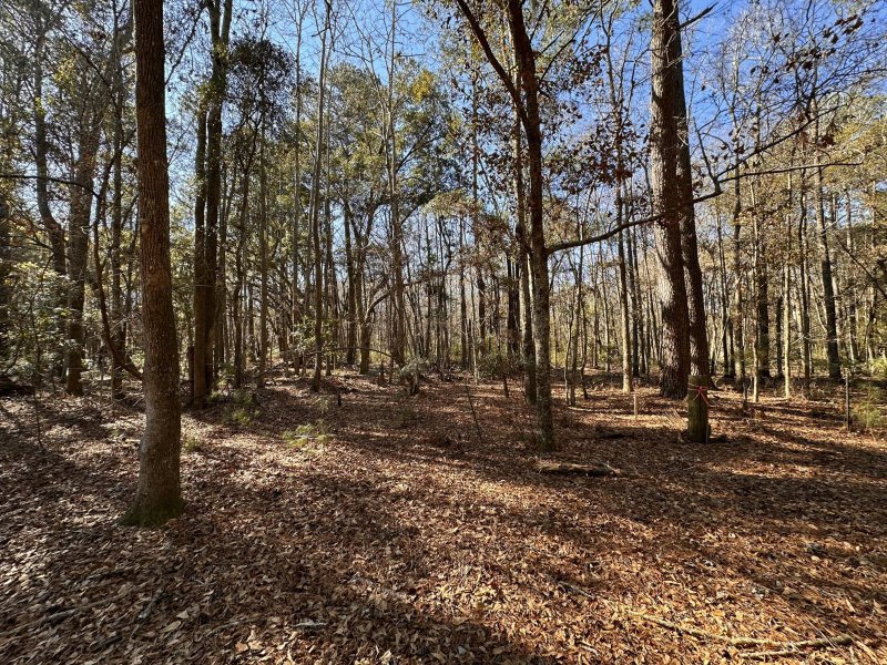 Property image 2 at 0 Cane Slash Road, Johns Island, SC 29455