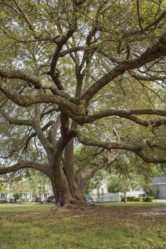 Property image 3 of 102 Dandelion Street in White Gables, Summerville, SC 29483