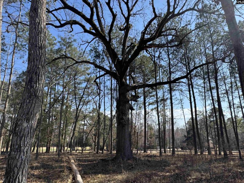 Property image 5 of Misty Banks Drive in Whitewater Landing, Chapin, SC 29036