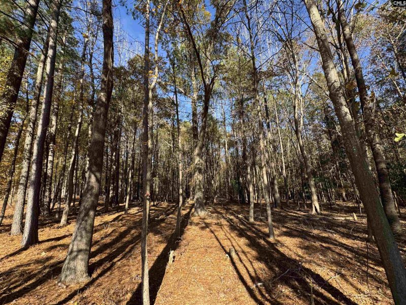 Property image 5 of Lot 210 Circle H Woods Road in Stewart Landing, Prosperity, SC 29127