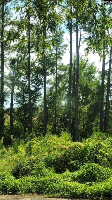 Property image 5 of 4 Chesapeake Court in Williamsburg Sq, Columbia, SC 29223