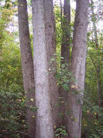 Property image 3 at 22+/- acres Old Cedar Rock Road, Easley, SC 29640