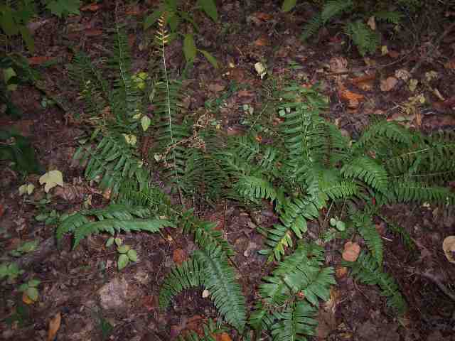 Property image 4 at 22+/- acres Old Cedar Rock Road, Easley, SC 29640