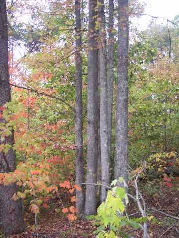 Property image 5 at 22+/- acres Old Cedar Rock Road, Easley, SC 29640