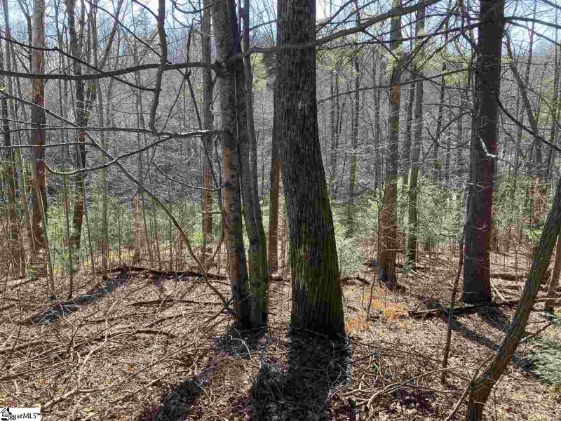 135 Morning Glory Way