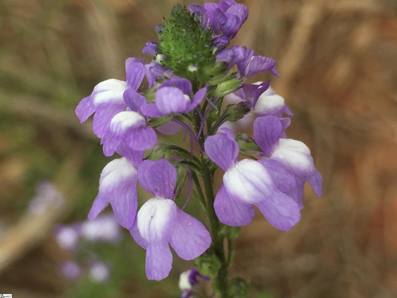 Property image 4 at 142 Eagles Crest Drive, Marietta, SC 29661