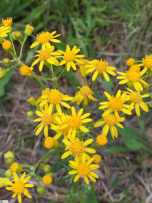 Property image 2 at 629 Bannock Court, Marietta, SC 29661