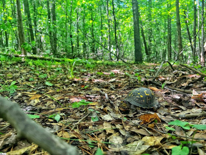 Property image 4 at 153 Silvery Lane, Liberty, SC 29657