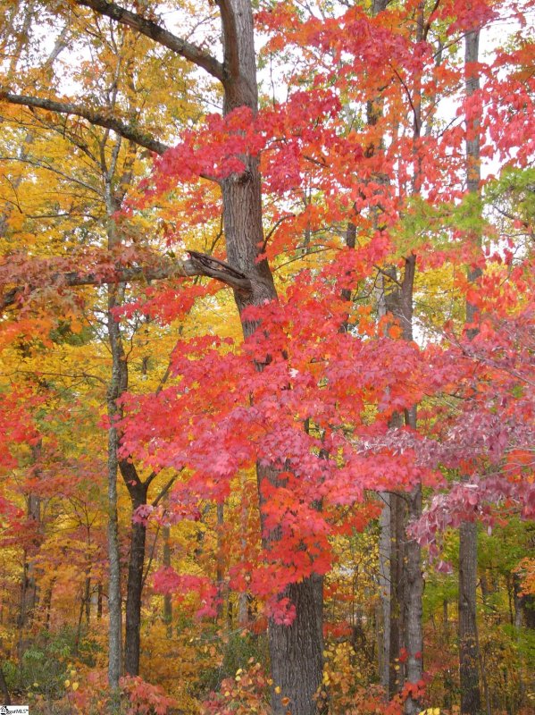 Property image 3 at 18 alsace Way, Travelers Rest, SC 29690