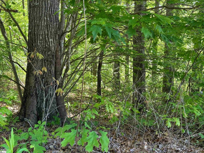 Property image 5 of 39 Timberline Drive in Cherokee Valley, Travelers Rest, SC 29690