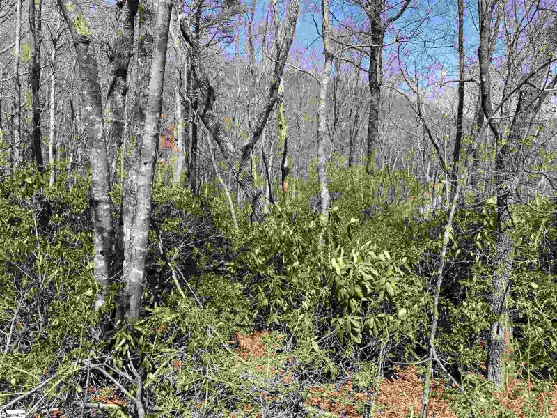 12 Blazing Star Trail