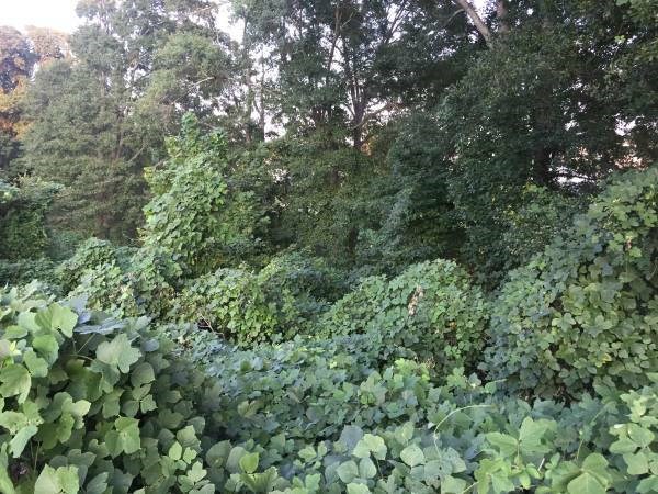 Property image 4 at 338 Monti Drive, Anderson, SC 29625