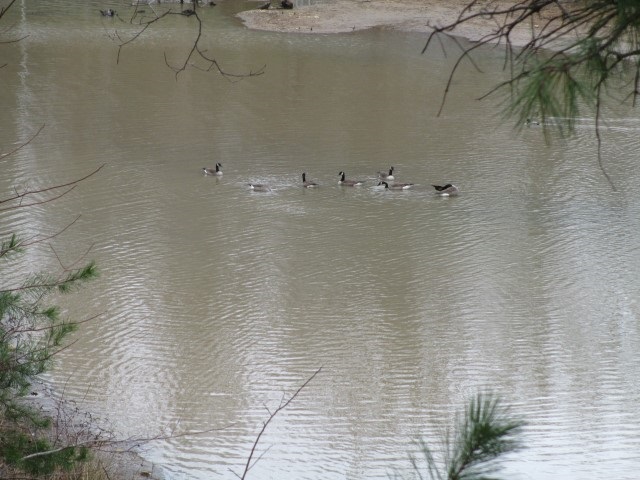 Property image 3 at 295 Lakeside Drive, Mountain Rest, SC 29664